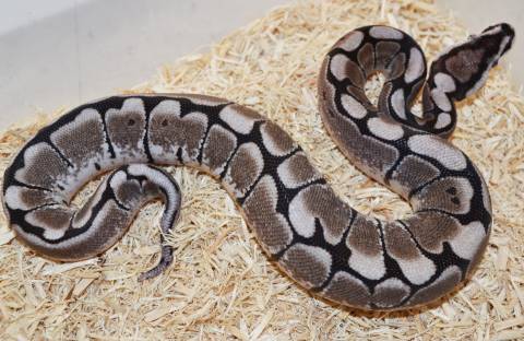 Baby VPI Axanthic Spider Ball Pythons