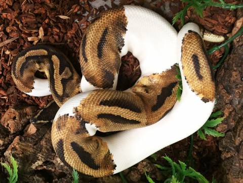 Sub Adult Low White Piebald Ball Pythons