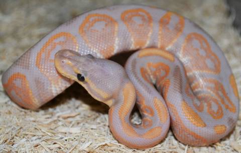 Baby Banana Black Pastel Ball Pythons