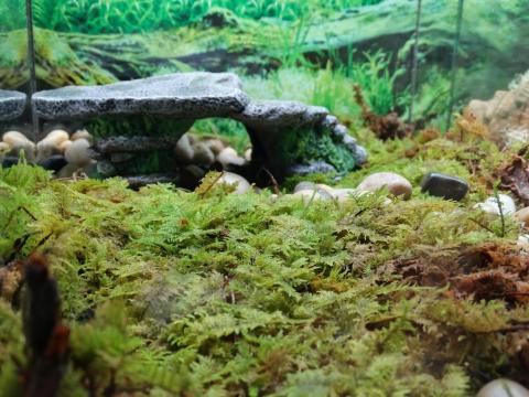 Live Sheet Terrarium Moss