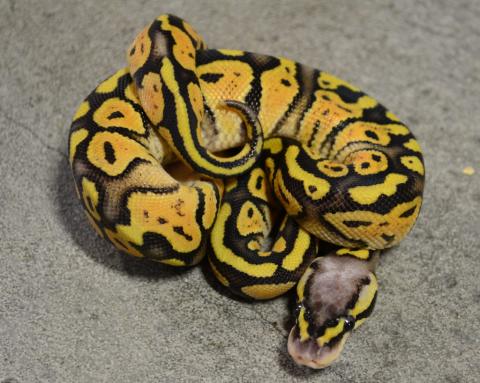 Baby Super Pastel Ball Pythons