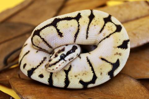 Baby Bumblebee Ball Pythons