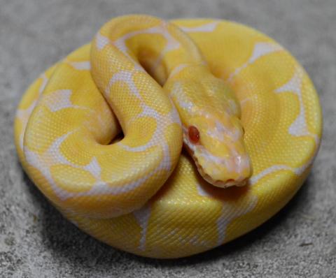 Baby Albino Spider Ball Pythons