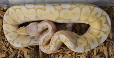 Baby Banana Pewter Bee Ball Pythons 