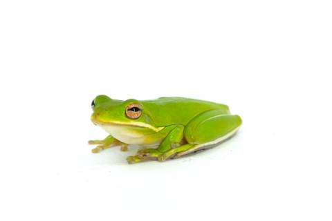 Green Tree Frogs