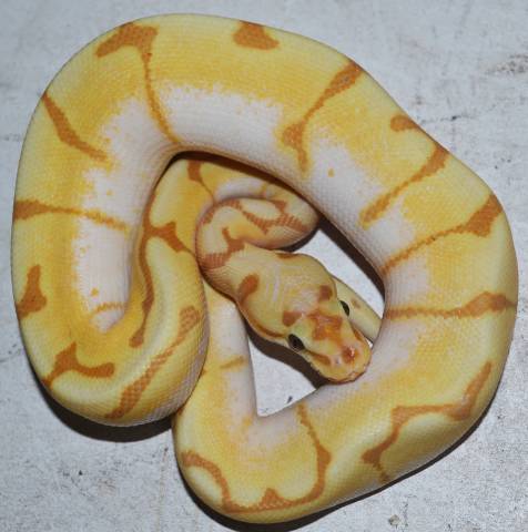 Baby Banana Spider Enchi Ball Pythons