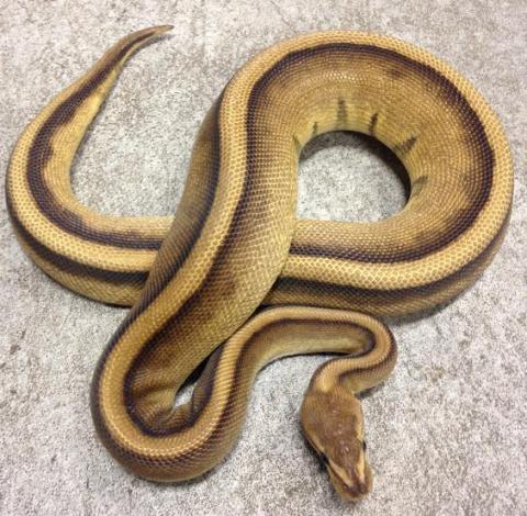 Sub Adult Genetic Stripe Ball Pythons