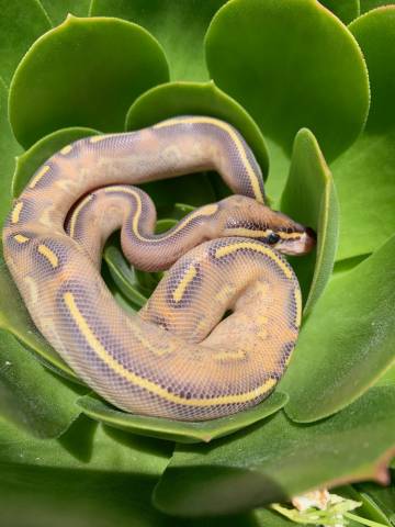 Baby Highway Ball Pythons