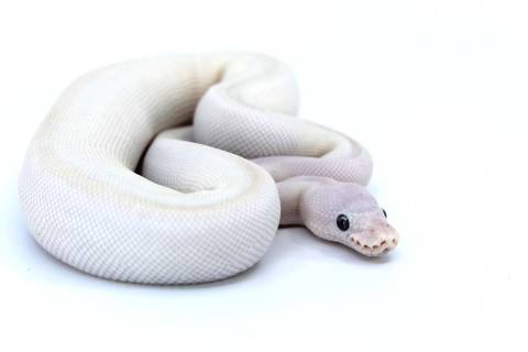 Baby Blue Eyed Leucistic Ball Pythons