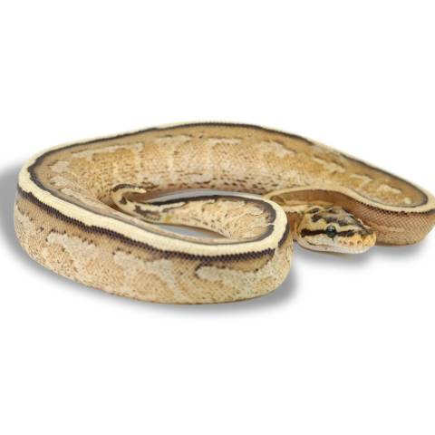 Small Super Stripe Ball Pythons