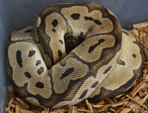 Sub Adult Clown Ball Pythons