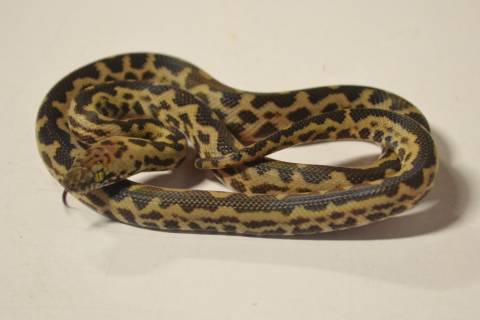 Baby Spotted Pythons
