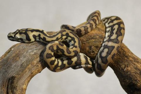 Baby Jaguar Carpet Pythons