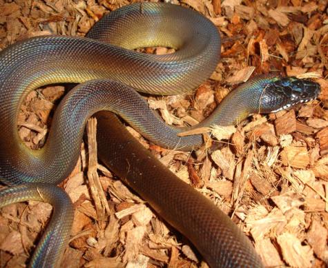 Small Northern White Lipped Pythons