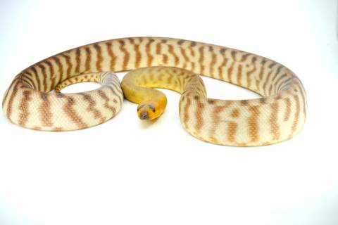 Medium Woma Pythons