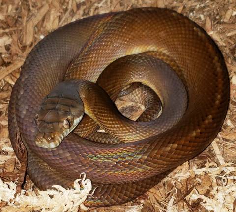 Small Merauke Amethystine Pythons