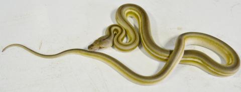 Baby Titanium Reticulated Pythons