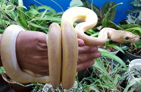 Baby Ultra Ivory Reticulated Pythons