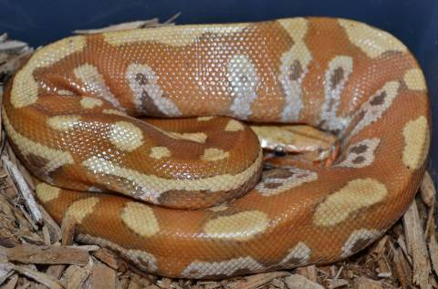 Small T+ Albino Blood Pythons 