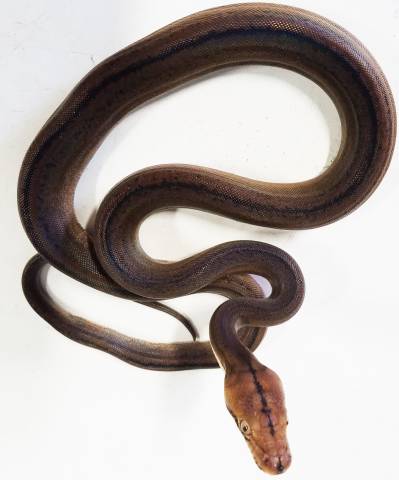 Small Golden Child Tiger Reticulated Pythons