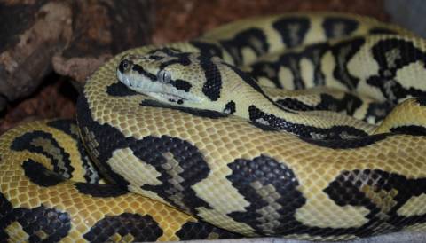 Sub Adult Coastal Jaguar Carpet Pythons