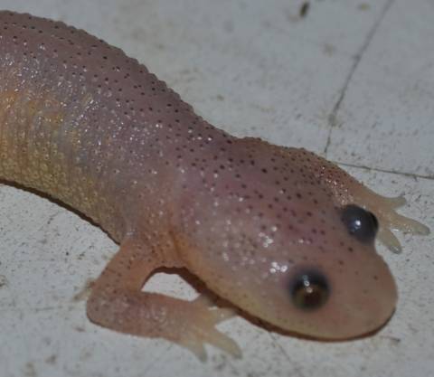 Baby Leucistic Spanish Ribbed Newts