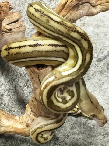 Baby Phantom Tiger Reticulated Pythons