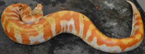 Small T- Albino Blood Pythons 
