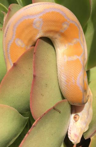 Baby Purple Albino Motley Reticulated Pythons