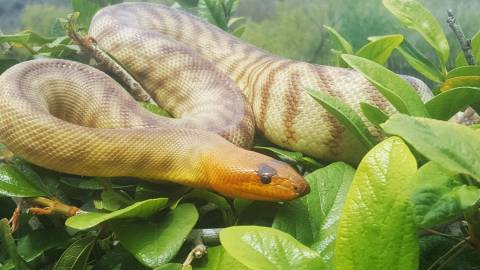 Sub Adult Woma Pythons