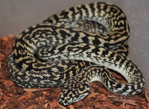 Small Caramel Zebra Carpet Pythons