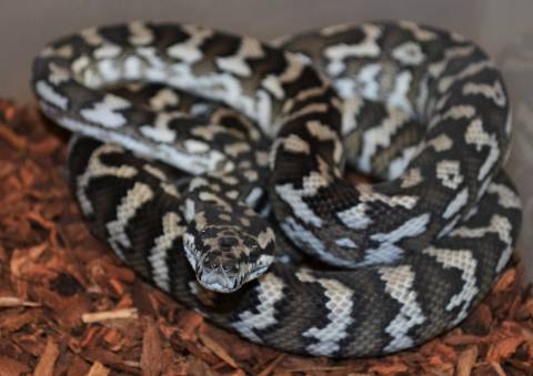 Medium Axanthic Coastal Carpet Pythons