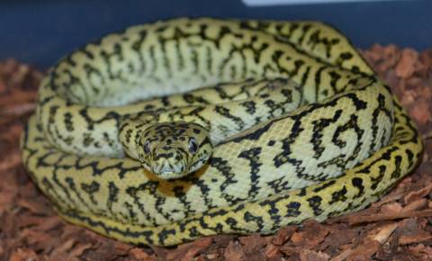 Small Zebra Jaguar Carpet Pythons