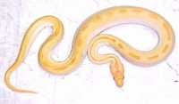 Baby Albino Green Burmese Pythons