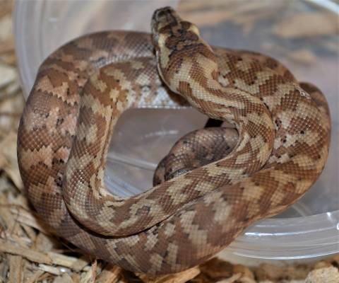 Baby Caramel Carpet Pythons