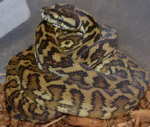 Baby Caramel Coastal Carpet Pythons