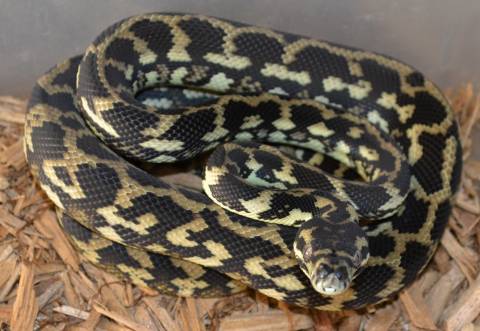 Small Caramel Carpet Pythons 100% Het for Albino