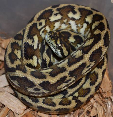 Small Striped Darwin Carpet Pythons 100% Het for Albino