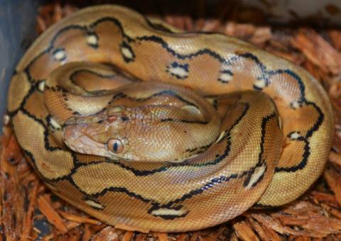 Baby Platinum Sunfire Reticulated Pythons