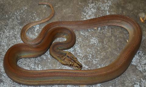 Baby Golden Child Phantom Reticulated Pythons