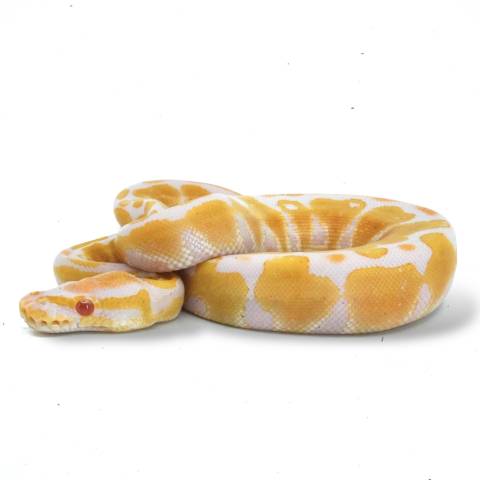 Baby Female Albino Ball Pythons