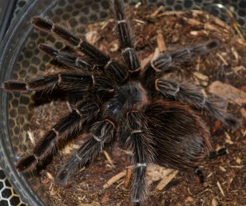Brazilian Salmon Pink Bird Eater Tarantulas Medium