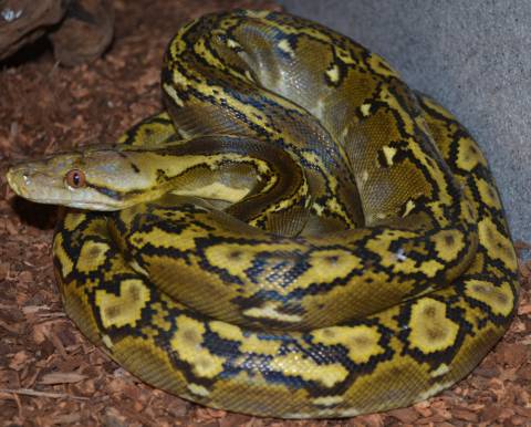Small Phantom Reticulated Pythons