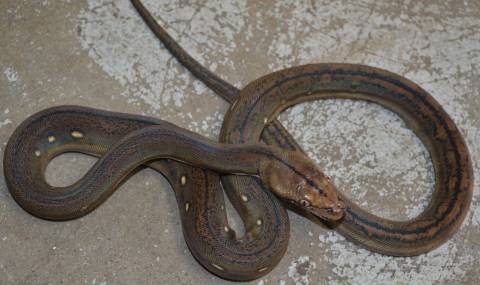 Baby Super Dwarf Golden Child Tiger Reticulated Pythons