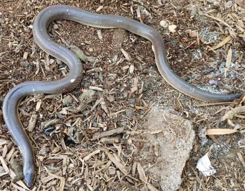 Mexican Burrowing Pythons