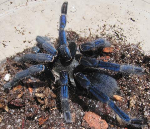 Cobalt Blue Tarantulas