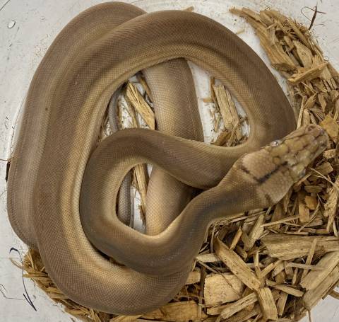 Baby Golden Child Orange Ghost Stripe Reticulated Pythons