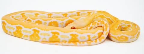 Baby White Albino Platinum Tiger Reticulated Pythons
