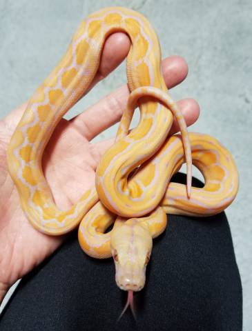 Baby Albino Lavender Motley Reticulated Pythons
