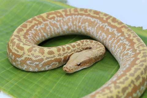 Baby T+ Albino Batik Blood Pythons